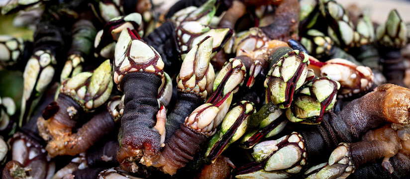 boiled goose neck barnacles or Galician barnacles (Pollicipes pollicipes) - known in Spain as percebes