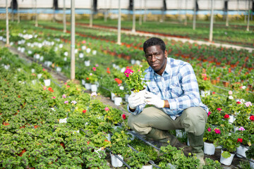 Farm worker carefully looks at plants and flowers while caring for them in a greenhouse.