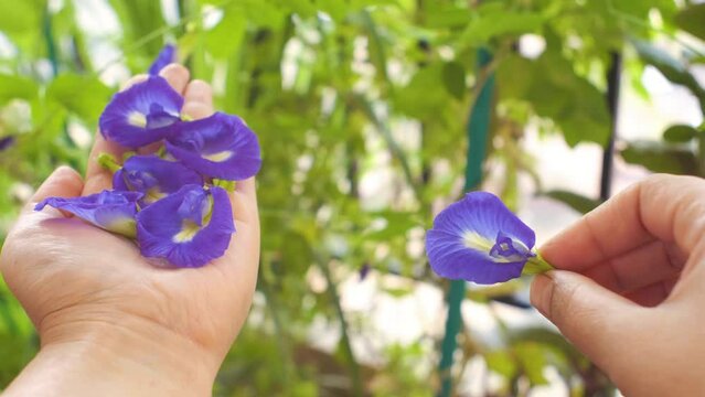 Woman holding fresh butterfly pea flowers in her left hand and showing the anatomy of the flower, front and back side, in a close up view