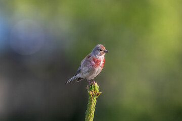 (Linaria cannabina - Common Linnet) Linnet on top of a spruce branch