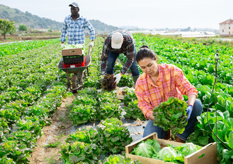 Skilled asian female farmer working on leafy vegetable plantation on sunny spring day, picking crops of organic green lettuce.. © JackF
