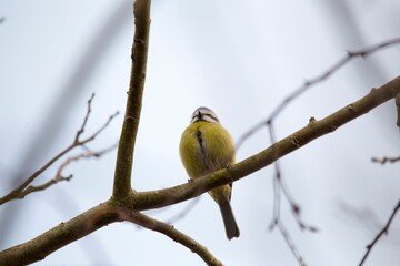 Blue Tit (Cyanistes caeruleus) Spotted Outdoors in Ireland