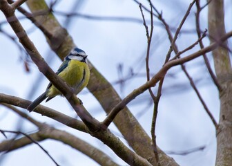 Blue Tit (Cyanistes caeruleus) Spotted Outdoors in Ireland