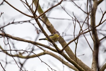 Blue Tit (Cyanistes caeruleus) Spotted Outdoors in Ireland