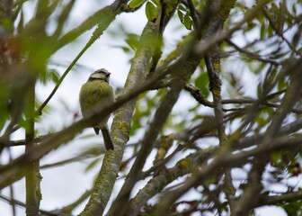 Blue Tit (Cyanistes caeruleus) Spotted Outdoors in Ireland
