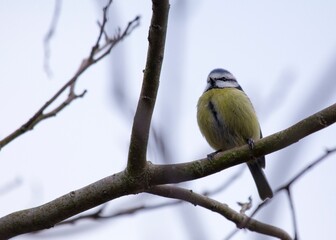 Blue Tit (Cyanistes caeruleus) Spotted Outdoors in Ireland