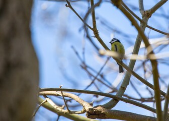Blue Tit (Cyanistes caeruleus) Spotted Outdoors in Ireland