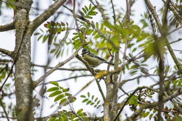 Blue Tit (Cyanistes caeruleus) Spotted Outdoors in Ireland