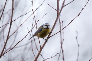 Blue Tit (Cyanistes caeruleus) Spotted Outdoors in Ireland