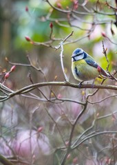Blue Tit (Cyanistes caeruleus) Spotted Outdoors in Ireland