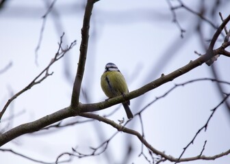 Blue Tit (Cyanistes caeruleus) Spotted Outdoors in Ireland