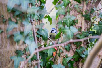 Blue Tit (Cyanistes caeruleus) Spotted Outdoors in Ireland