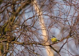 Blue Tit (Cyanistes caeruleus) Spotted Outdoors in Ireland