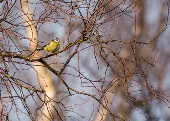 Blue Tit (Cyanistes caeruleus) Spotted Outdoors in Ireland
