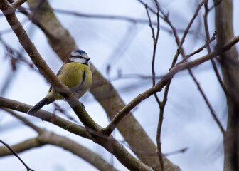 Blue Tit (Cyanistes caeruleus) Spotted Outdoors in Ireland