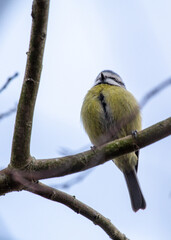 Blue Tit (Cyanistes caeruleus) Spotted Outdoors in Ireland