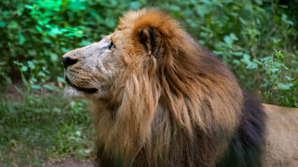 lion in the nature