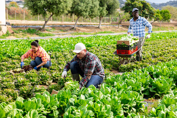 Team of gardeners working on lettuce field at vegetable farm, gathering fresh green produce