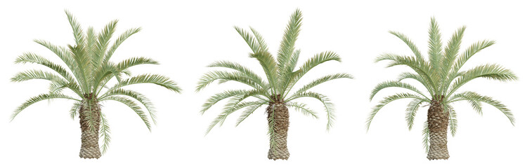 Phoenix canariensis palm tree on transparent background, tropical plant, 3d render illustration.