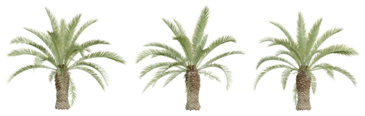 Poster Phoenix canariensis palm tree on transparent background, tropical plant, 3d render illustration. © Sandy
