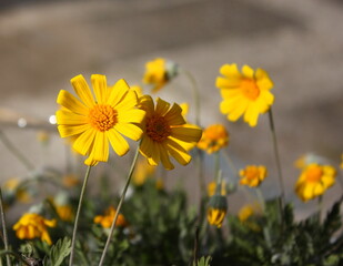 Florecillas amarillas