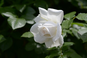 アンナブルナ　バラの花