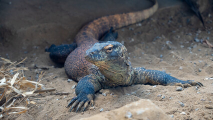 Komodo dragon in captivity at the zoo.