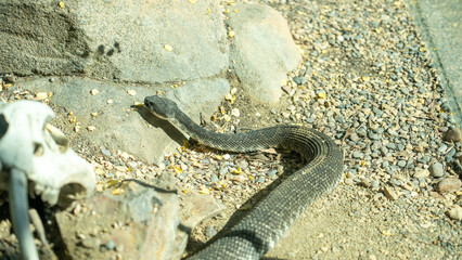 Rattle snake in captivity.
