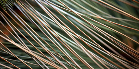 Extreme closeup of the intricate patterns and lines on a single pine needle, highlighting its unique texture and structure.