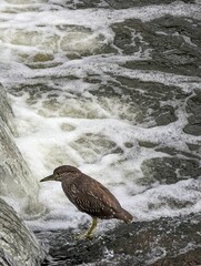 Black-crowned Nigh-Heron Ready to Eat