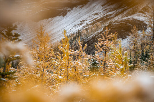 Autumn hike in Canadian Rockies
