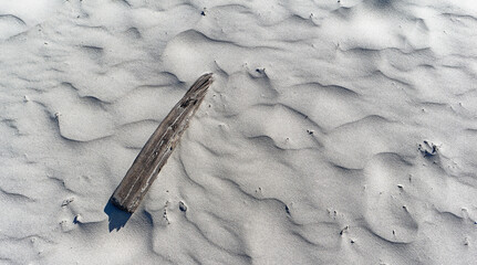 Kawałek drewna wyrzucony przez morze na plażę, - obrazy, fototapety, plakaty