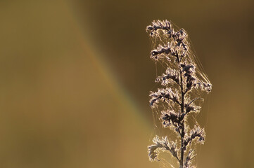 Jesienna natura z bliska, Belgia.