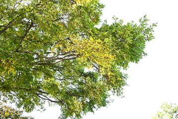 Chinese hackberry / Nettle tree ( Celtis sinensis ) Yellow leaves and fruit (drupe). The fruit that...