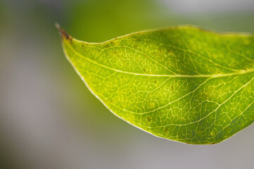 Zielony liść z bliska, tło naturalne.