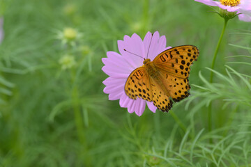 蝶とコスモス