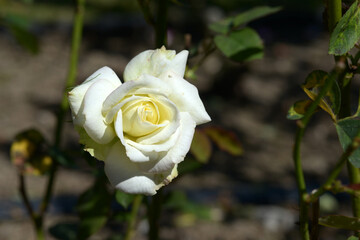 魅惑　バラの花