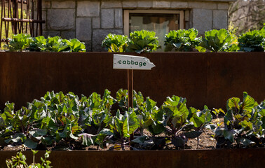 Fototapeta na wymiar Cabbage Sign Stands In Vegetable Garden