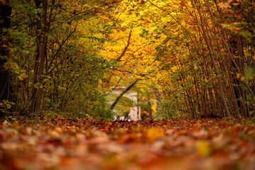 Jesienny krajobraz - kolorowe aleja w parku - obrazy, fototapety, plakaty