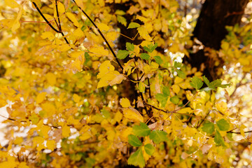 Autumn yellow and orange leaves close up against bokeh background. Fall bright background