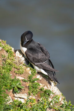 A close up of a razorbill as it perches on rocks. The sea is in the background and there is space for text in the frame
