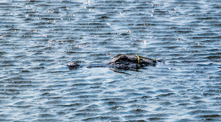 Aligator Head Just Above Rippling Water