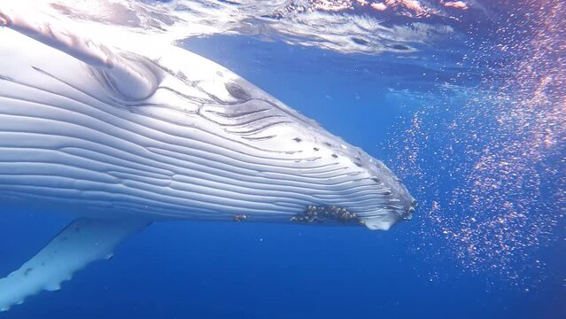 Humpback whale in vava'u ,tonga