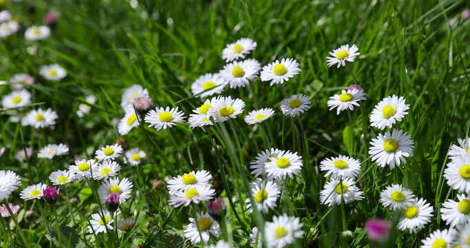 beautiful spring daisies in the green grass, a large number of small daisies with white petals
