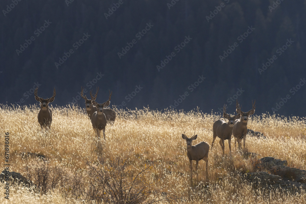 Wall mural Autumn Deer Herd