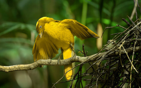 Golden Bowerbird (Prionodura newtoniana) male bird doing his courtship display on a branch at the bower in Queensland, Australia.