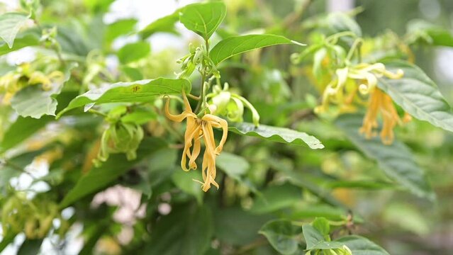 Ylang-ylang or cananga odorata flower
