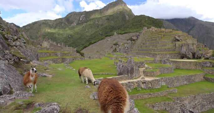 Alpacas Grazing In Machu Picchu Grass - View of Ruins