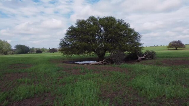 vista a&eacute;rea de un &aacute;rbol de cald&eacute;n, prosopis caldenia, en medio de un campo sembrado.