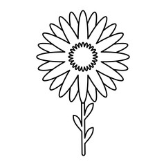 Flower Vector Illustration Lines